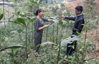 Hiệu quả trồng cây thuốc nam ở Yên Bái